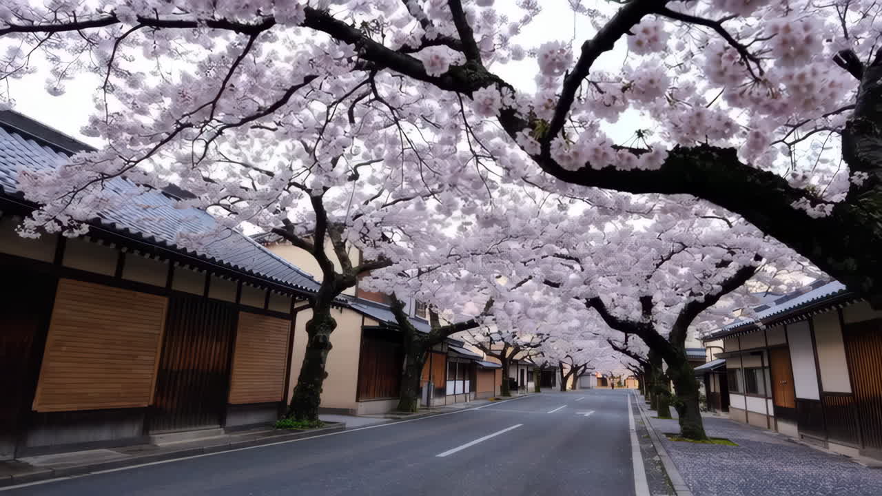las flores de cerezo en un pueblo japonés