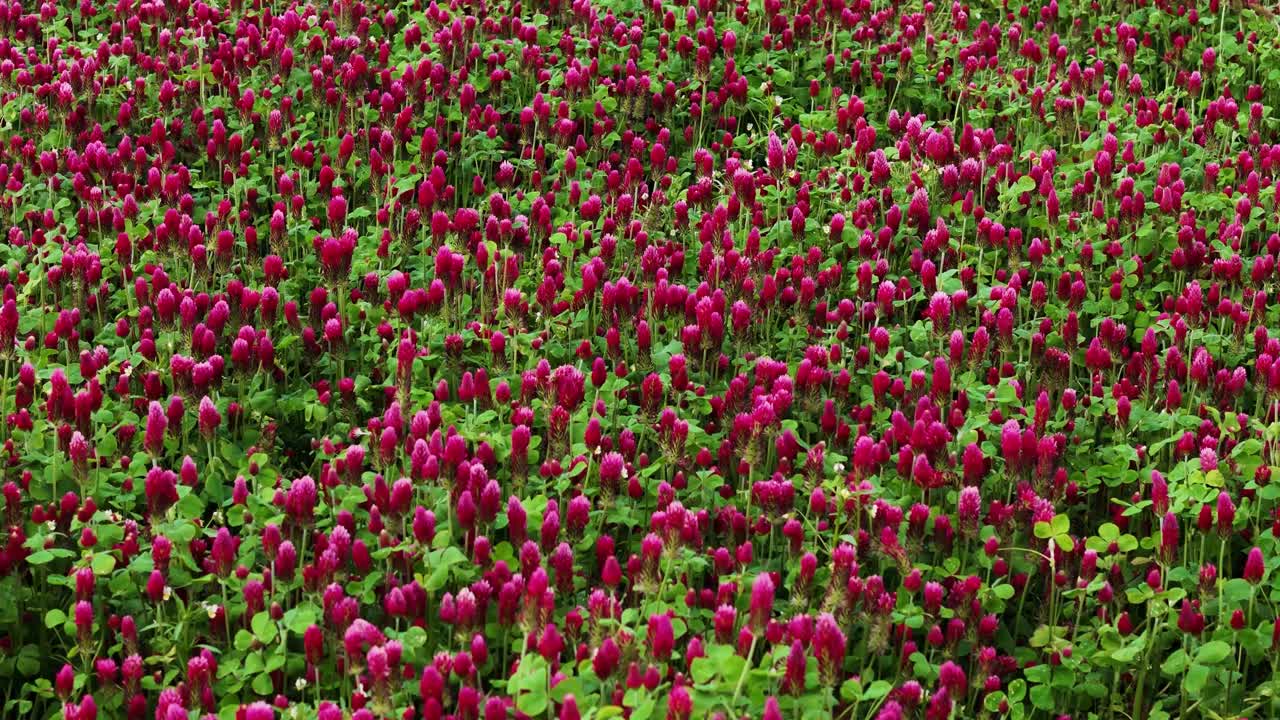 Red clover field, low angle aerial view