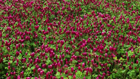 Red clover field, low angle aerial view