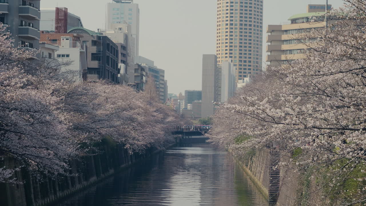 Fiume Nakameguro fiancheggiato da sakura e un suggestivo ambiente urbano.