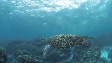 Ein-Taucherblick,-Der-Einer-Großen-Meeresschildkröte-Folgt,-Die-Im-Seichten-Wasser-Eines-Korallenkais-Schwimmt