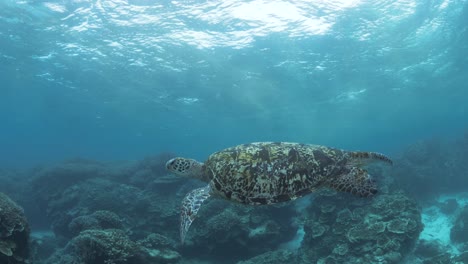 a scuba divers view following a large sea turtle swimming in the shallow waters of a coral quay