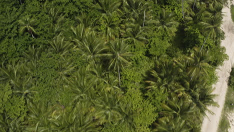 Vista-De-Arriba-Hacia-Abajo-De-La-Playa-Idílica-Y-La-Exuberante-Vegetación-Verde-En-Playa-Rincón,-República-Dominicana---Toma-Aérea-De-Drones