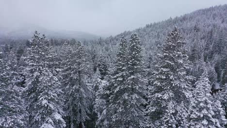 Snow-covered-pine-trees-with-lake-reveal