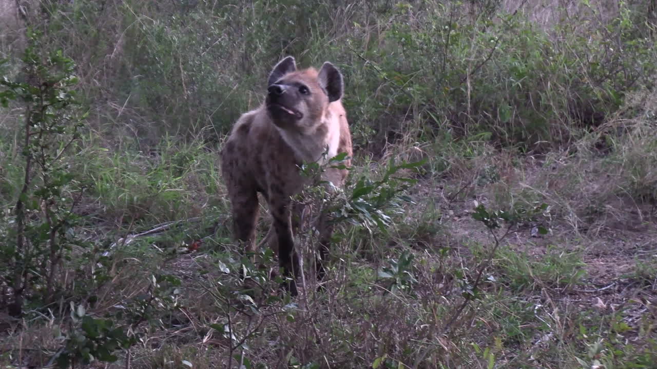 una hiena manchada herida camina sólo en sus dos patas delanteras