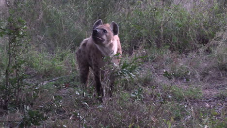 an injured spotted hyena walks only on its two front legs