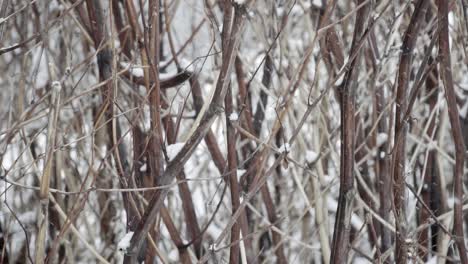 Nahaufnahme-Schneebedeckter-Zweige-In-Zeitlupe-Mit-Durch-Den-Rahmen-Fallendem-Schnee