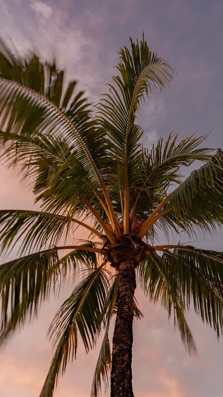 palm trees and tropical rainforest in vertical