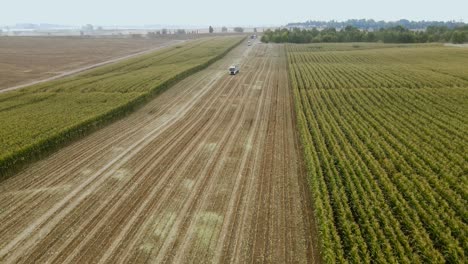 drone shot of a truck driving in a corn field on the way to the harvester.the harvester will fill it with corn to silage feed for the cattle.a summer daya field in the lowlands of judah, israel
