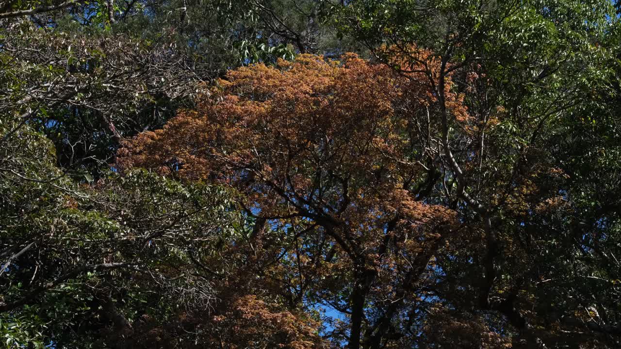 árboles de otoño y hojas balanceándose en una brisa suave