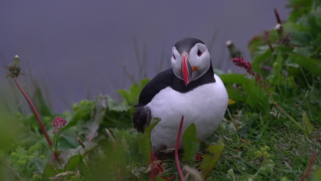 cinematic macro shot of wild puffin at dusk in iceland