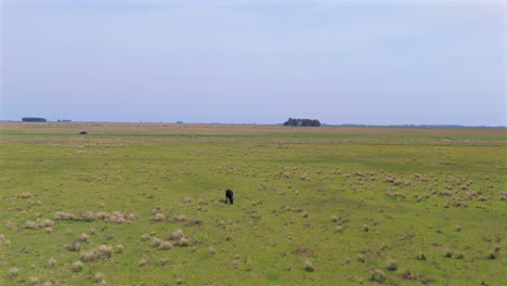 video capture of a rural landscape with scattered cows and cloudy sky.