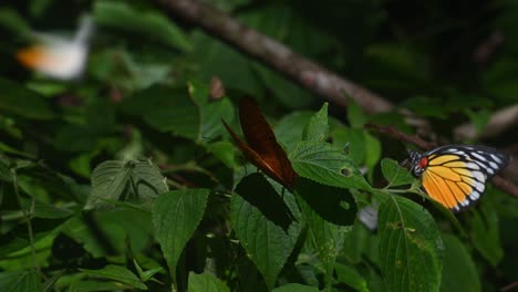 thai cruiser, vindula erota and a redspot sawtooth, prioneris clemanthe at the background