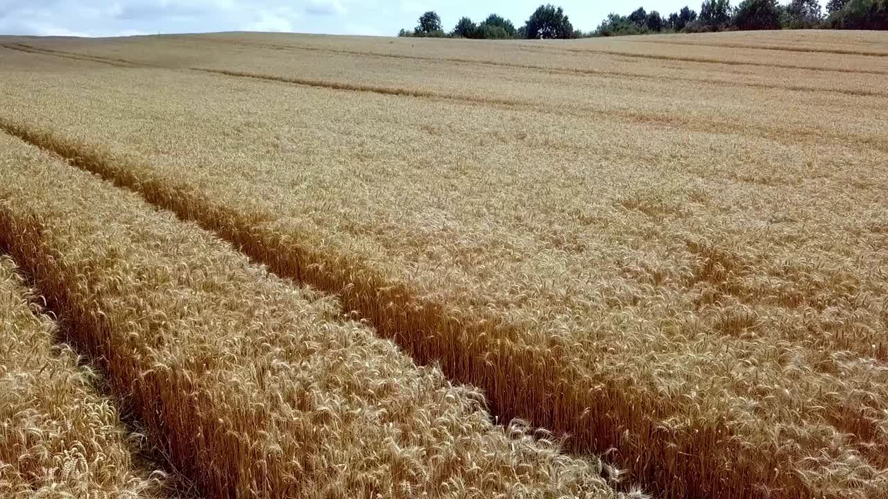 toma aérea del campo de centeno