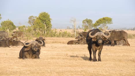 Una-Manada-De-Búfalos-Del-Cabo-Descansando-En-Las-Llanuras-Africanas-En-Uhd