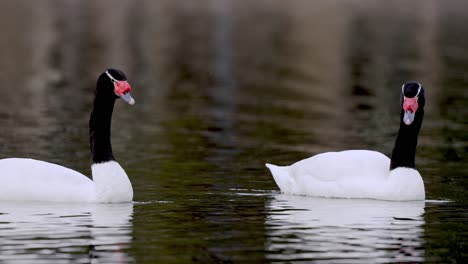 2 adult black necked swan swimming on calm lake water, slow motion close up