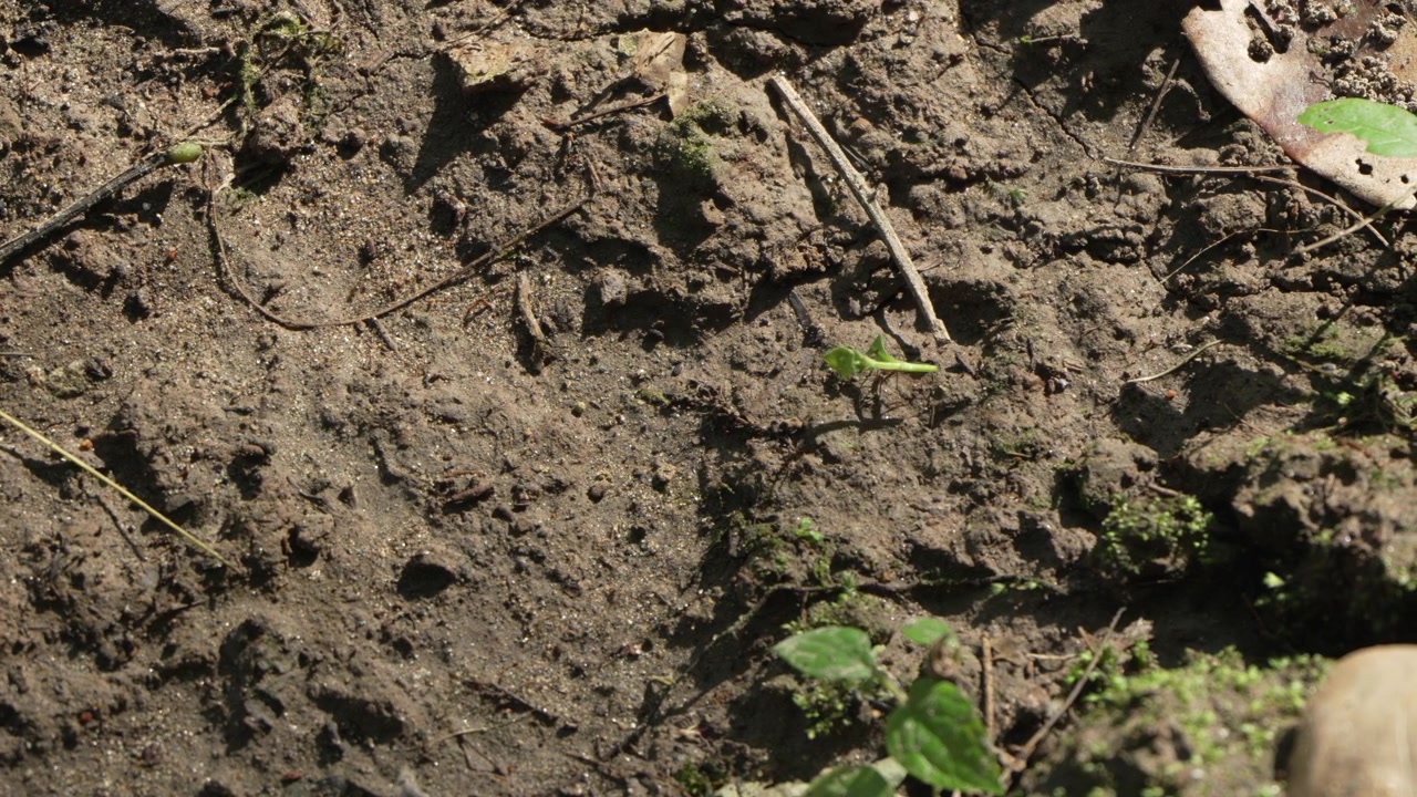 Formiche attraversano un tratto di terreno terroso circondato da piccole piante e lettiera di foglie. Ideale per documentari naturalistici e contenuti educativi