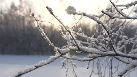 Primer-Plano-De-Una-Escena-De-Invierno,-La-Nieve-Se-Acumula-En-Las-Ramas-De-Los-árboles