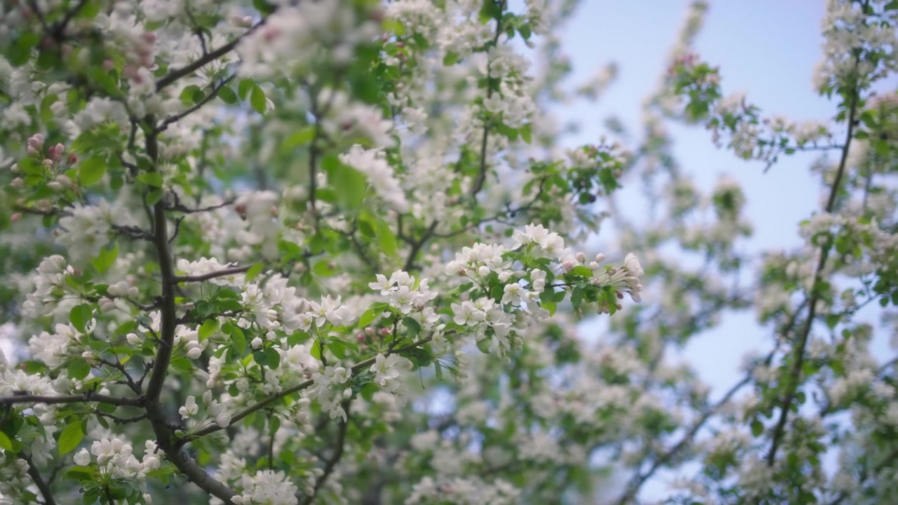 White flowers blooming on apple tree in spring in the park