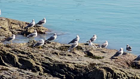 muchas aves gaviotas encaramadas en la costa rocosa bajo la luz del sol del día en la ciudad de gunsan