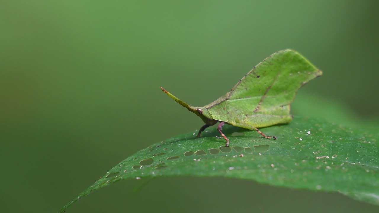 잎 모방, katydids, 4k 영상, kaeng krachan 국립 공원, 태국