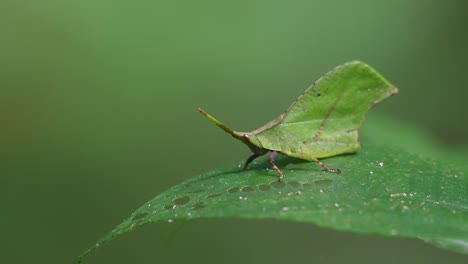 Blattmimetik,-Katydiden,-4K-Aufnahmen,-Kaeng-Krachan-Nationalpark,-Thailand