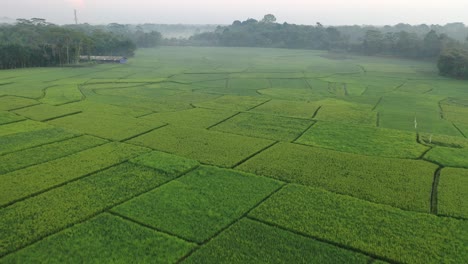campos de arroz en una mañana de niebla