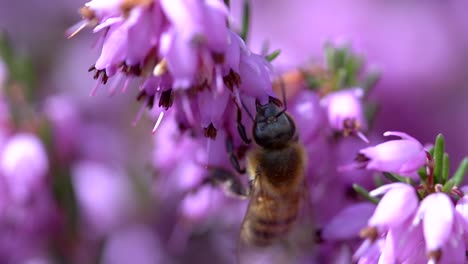 Abeja-Melífera-Recogiendo-Polen-En-Flor-De-Campana-Rosa