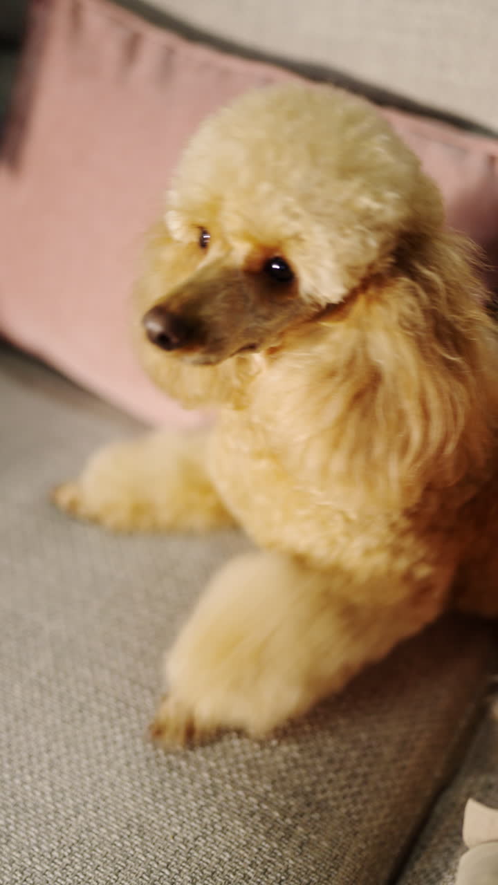 Primo piano di un adorabile barboncino seduto su un divano