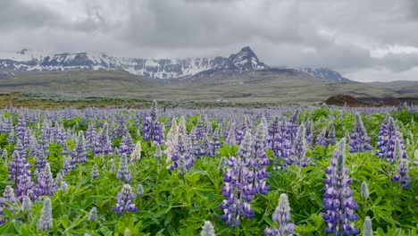 beautiful mountain panorama with snowy peak in iceland and growing lupin flowers in the valley