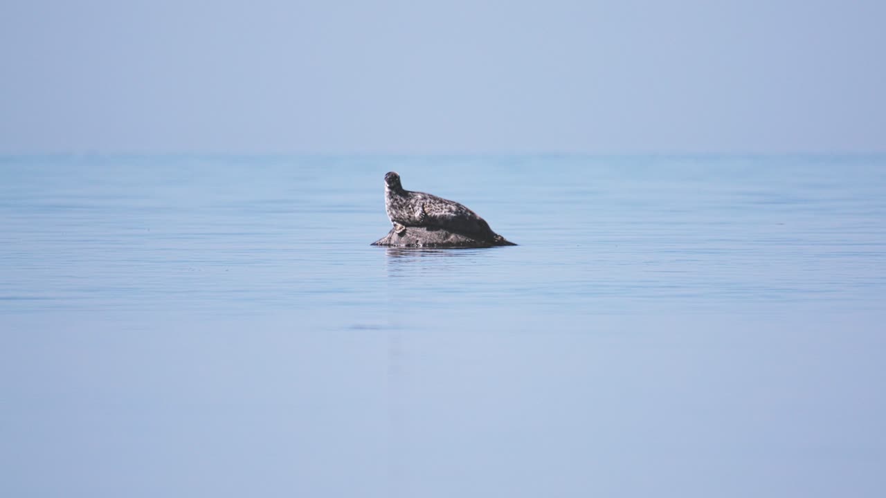 바다의 바위에 혼자 누워있는 회색 물개, 머리를 돌리고, 낮, 와이드 샷, 긴 렌즈