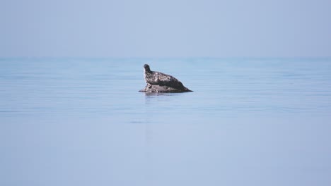 grey seal alone lying on rock in sea, turning head, daytime, wide shot, long lens