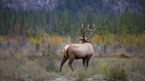 elk toro macho bugling durante la temporada de celo en scenic jasper, alberta