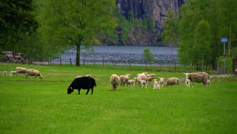 Filmschafherde-In-Zeitlupe-In-Der-Nähe-Der-Berge-Und-Eines-Sees