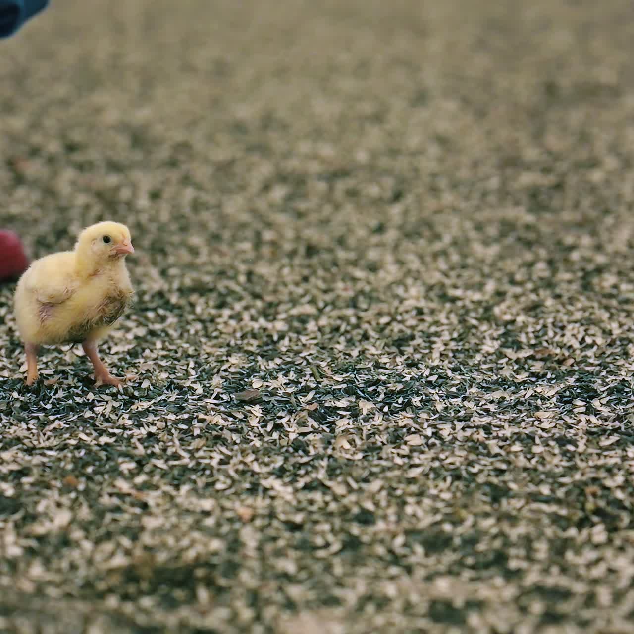 Agricultural factory for growing chickens. Farmer holding cute chick and releases it in a poultry farm. Funny chicken broiler indoors