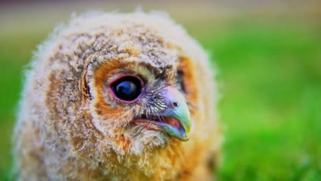 footage of a wild baby owl or owlet that has been lost and seek shelter with humans