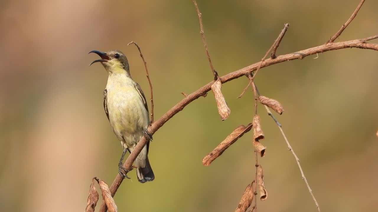 hermoso colibrí relajándose en el área del estanque
