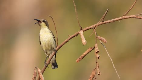 Beautiful-Hummingbird-relaxing-in-pond-area