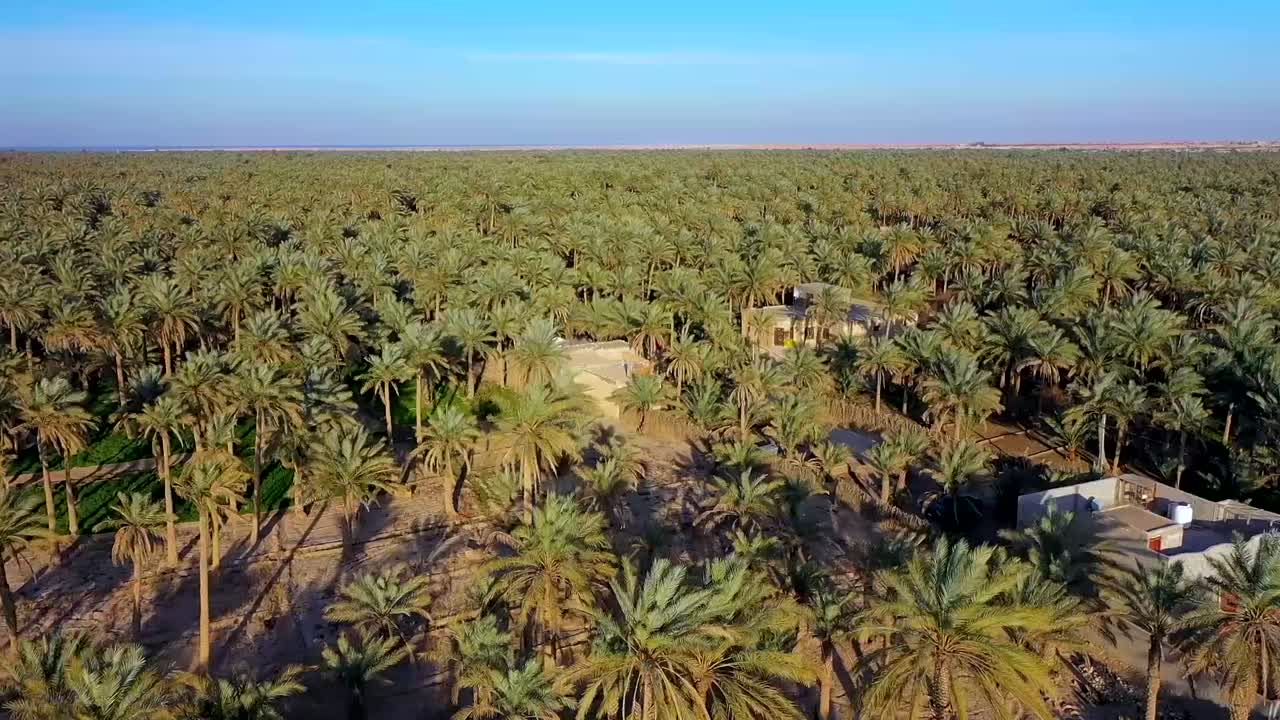 Vista aerea di piantagioni di palme in un villaggio in Iraq, industria delle datteri