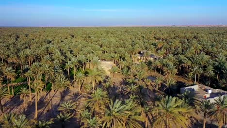 an aerial view of palm plantations in a village in iraq dates industry