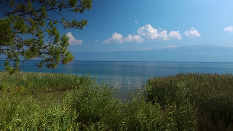 Refugio-Tranquilo-Junto-Al-Agua:-La-Tranquila-Orilla-Del-Lago-Adornada-Con-árboles-Verdes,-Juncos-Y-Aguas-Tranquilas-Crea-Un-Sereno-Refugio-Natural-En-Pogradec.