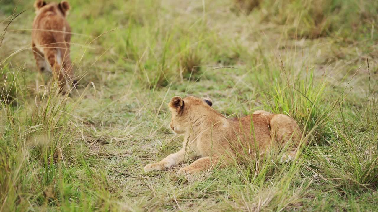 twee jonge welpen die geïnteresseerd zijn in de camera, baby leeuwen die rusten, afrikaanse dieren in het masai mara national reserve, kenia, afrika safari dieren in masai mara north conservancy