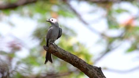 The-Ashy-Drongo-is-a-skittish-regular-migrant-to-Thailand-in-which-it-likes-to-perch-high-on-branches,-that-may-be-far-to-reach-by-humans-or-animals,-easy-to-take-off-and-capture-insects