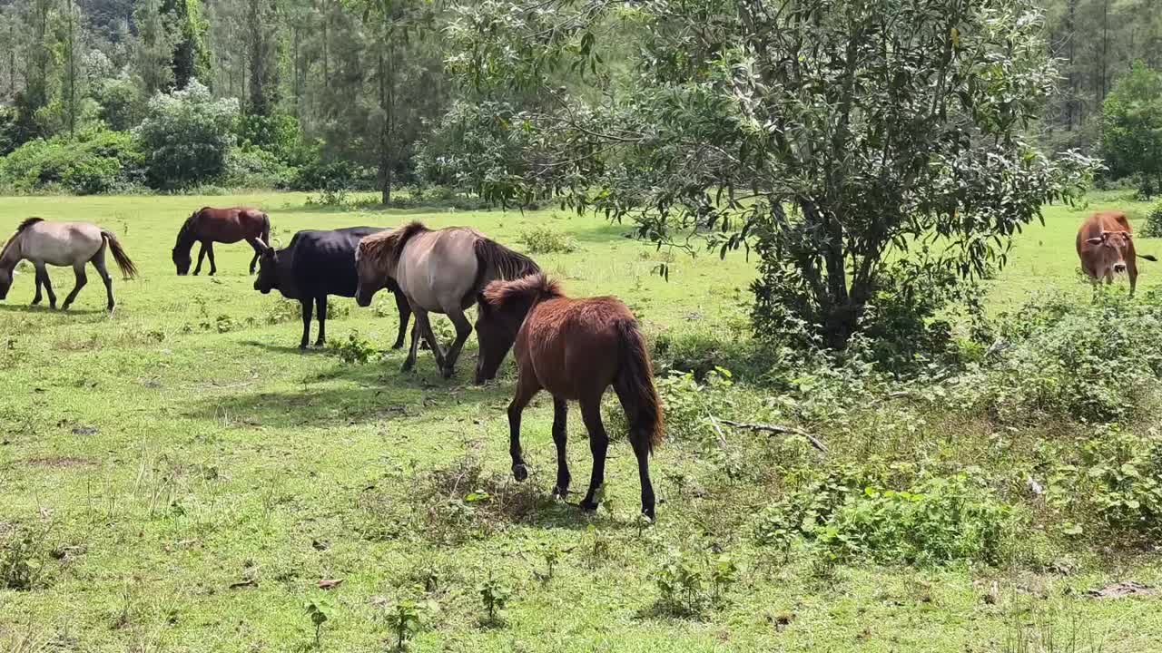 caballos y vacas pastando en un prado