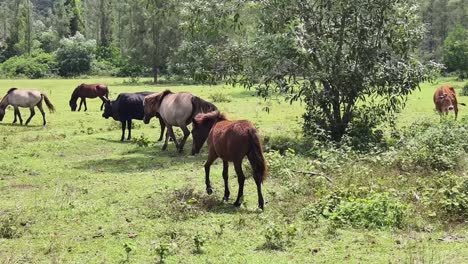 horses and cows grazing in a meadow