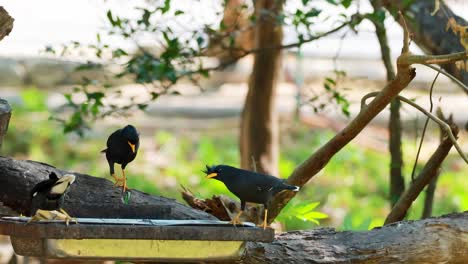 myna birds engaging in social behavior on branch