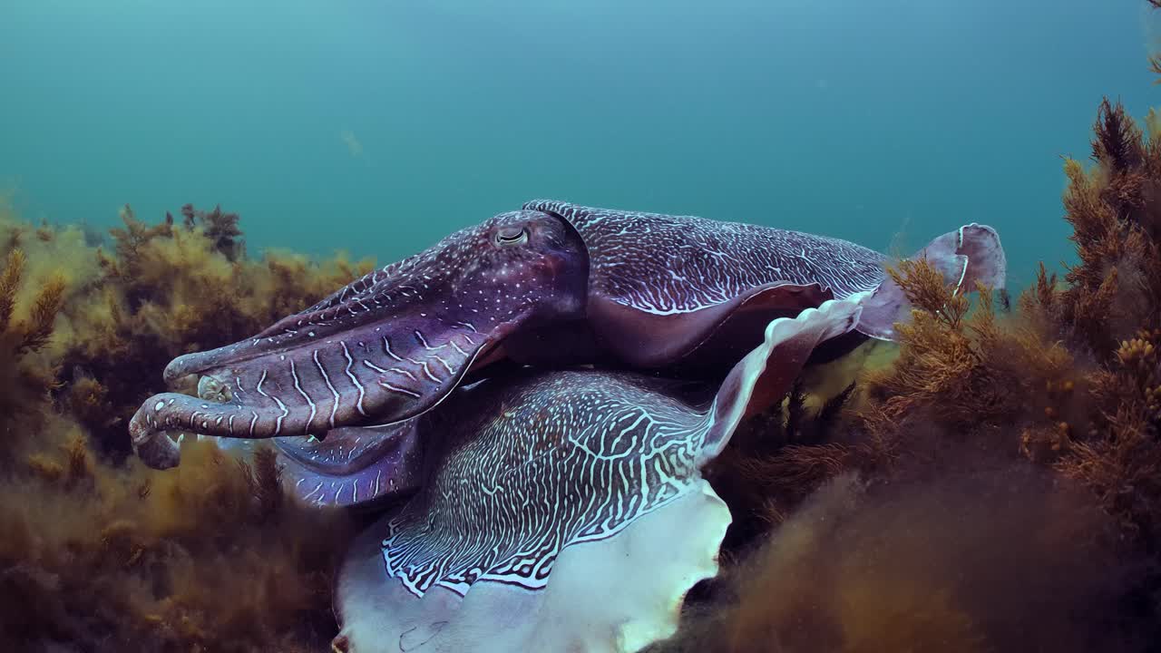 Giant Australian Cuttlefish Sepia apama Migration Whyalla South Australia 4k slow motion, mating, laying eggs, fighting, aggregation, underwater