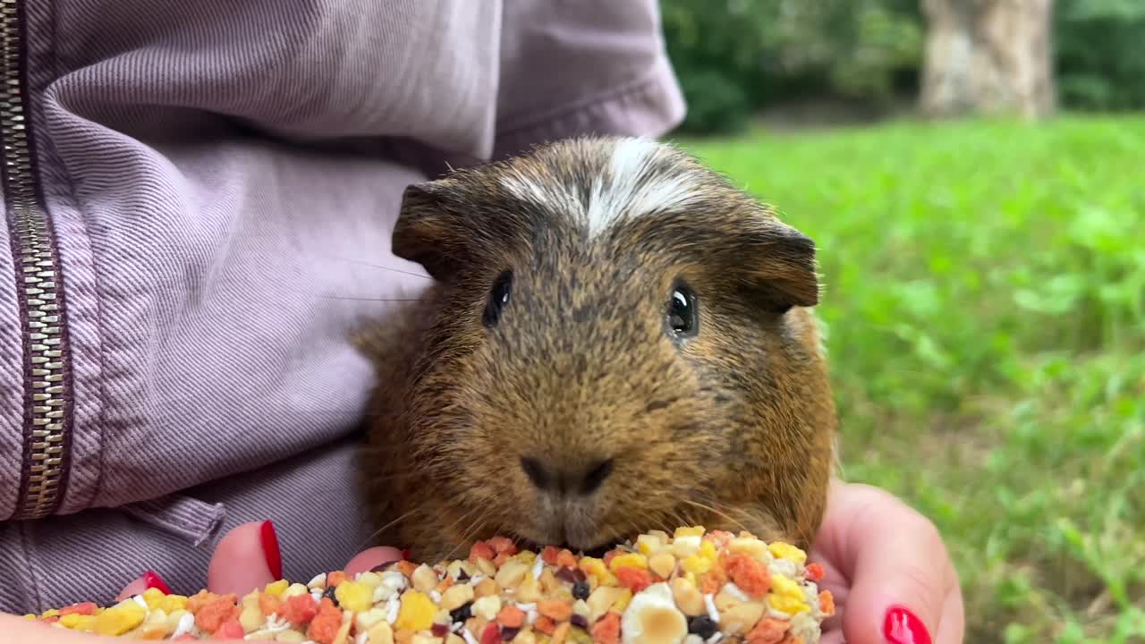 기니피그 먹는 것