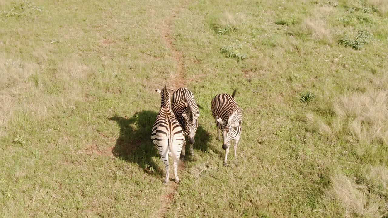 Drone aerial footage of Three Zebra's standing next to each other