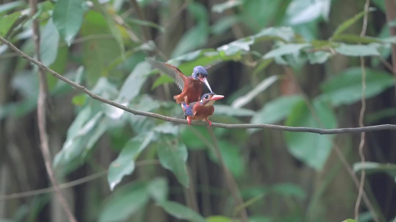 la pareja de martín pescador de orejas azules